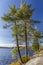 White Pines on a Rocky Lake Shoreline - Ontario, Canada