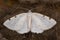 White-pinion spotted moth & x28;Lomographa bimaculata& x29;