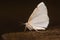 White-pinion spotted moth & x28;Lomographa bimaculata& x29; underside