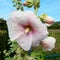 A white-pink Alcea rosea against a blue sky.