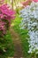 White and Pink Azalea Bushes Along a Hiking Trail