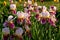 White-pink-bearded iris.