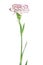 White and pink blooming carnation flower