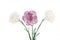 White and pink blooming carnation flowers