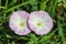 White pink blooming morning glory family