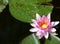 White-pink blooming water lily and green lily leaves