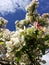 White and pink blossom tree