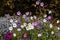 White and pink blossoms of calibrachoa flower in autumn