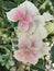 White pink Bougainville