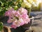 White and Pink bougaville flower with sunlight on nature background.