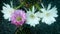 White and Pink Cactus Flowers Arranging