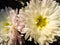 White and pink China Aster flower shot in detail