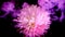 White-pink chrysanthemum flower in violet fog. Violet ink in water on a black background