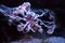 White and pink colored basket star