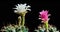 White-Pink Colorful Flower Timelapse of Blooming Cactus Opening