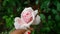 White pink colour rose flower photo