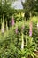 White and pink common foxgloves growing and flowering in a lush green garden at home. Bunch of digitalis purpurea bushes