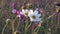 White and pink cosmos flowers sway on the wind, closeup