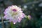 White and pink Dahlia flower in autumn season