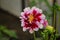 White and pink dahlias bloom beautifully in spring