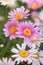 White and pink daisies