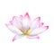 White pink delicate Water Lily. Lotus flower, Indian Lotus, Sacred Lotus. Multi-petaled flower. Watercolor illustration isolated