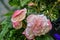 White - pink double flowered Begonia tuberous flowers close up