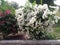 White and pink evergreen  flowers creepers in the garden looking so beautiful