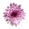 White-pink flower chrysanthemum, garden flower, white isolated background with clipping path. Closeup. no shadows