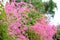 White and pink flower Mexican Creeper, Bee Bush, Coral Vine, Co