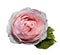 White-pink flower roses on a white isolated background with clipping path no shadows. Rose with green leaves. For design.