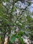 White and Pink Flowering Cherry Tree 4