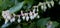 White with pink flowering Salal - Gaultheria shallon - plant