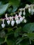 White with pink flowering Salal - Gaultheria shallon - plant