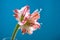 White-pink flowers of Amaryllis flower or Hippeastrum Gervase against blue background with empty space