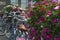 White and pink flowers with bikes as background