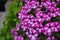 White-pink flowers from flower beds. Garden Phlox Phlox paniculata. Natural background. Garden Ornamental Plants