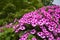 White-pink flowers from flower beds. Garden Phlox Phlox paniculata. Natural background. Garden Ornamental Plants