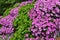 White-pink flowers from flower beds. Garden Phlox Phlox paniculata. Natural background. Garden Ornamental Plants