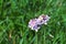 White and pink flowers on a green meadow, tiny flowers, spring blooming, meadow, flowering plants