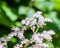 White and pink flowers of Spiraea Japonica Meadowsweet. Selective focus