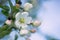 White-pink flowers and unblown buds of an apple tree against a blue sky. Close-up.