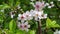 White-pink flowers and young cherry leaves