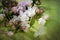 White and pink french lilac on soft green bokeh