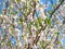 White and Pink full bloom Almond tree