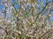 White and Pink full bloom Almond tree