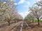 White and Pink full bloom Almond tree