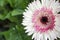 White and Pink Gerbera flower, genus of Asteraceae or daisy family, Maharashtra, India