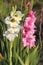 White and pink gladioli in a garden