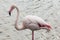 White and pink great flamingo bird side portrait